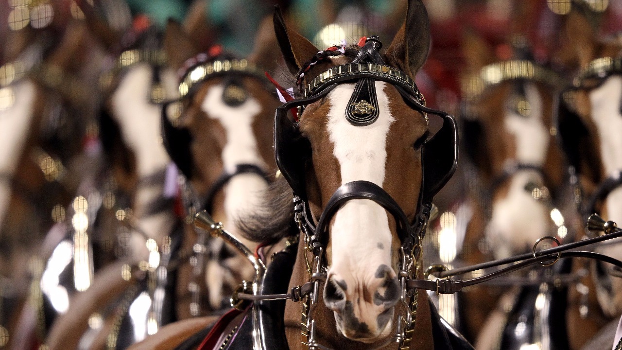 Clydesdales will make trip to Fort Collins